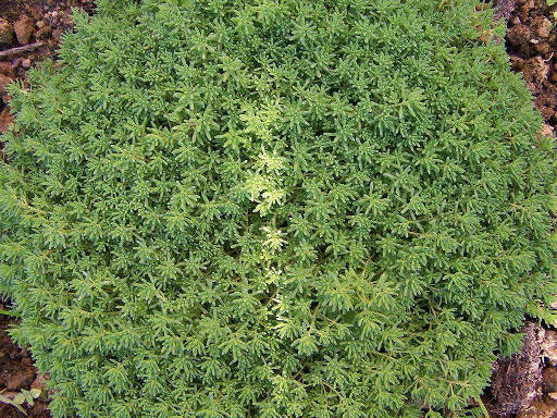 Sedum album